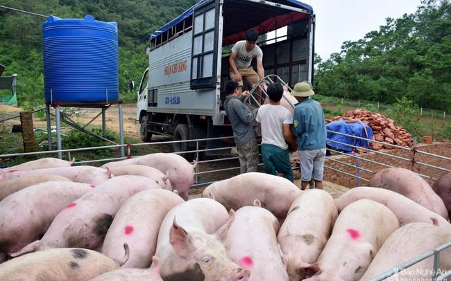 Nguồn cung thịt lợn trong nước bị ảnh hưởng bởi dịch bệnh tai xanh.
