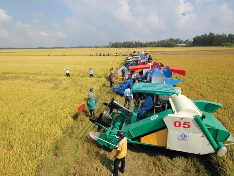 Cơ giới hóa thu hoạch lúa đạt 78%