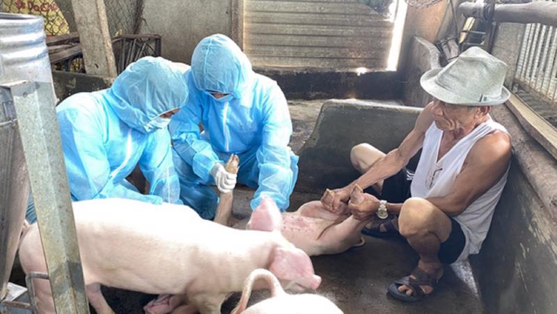 Cơ quan chức năng lấy mẫu để xác định nguyên nhân lợn bị ốm, chết.