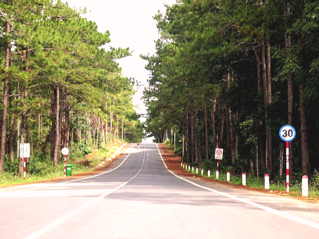 Rừng thông Măng Đen nổi tiếng, nơi quốc lộ 24 nối Quảng Ngãi - Kon Tum đi qua