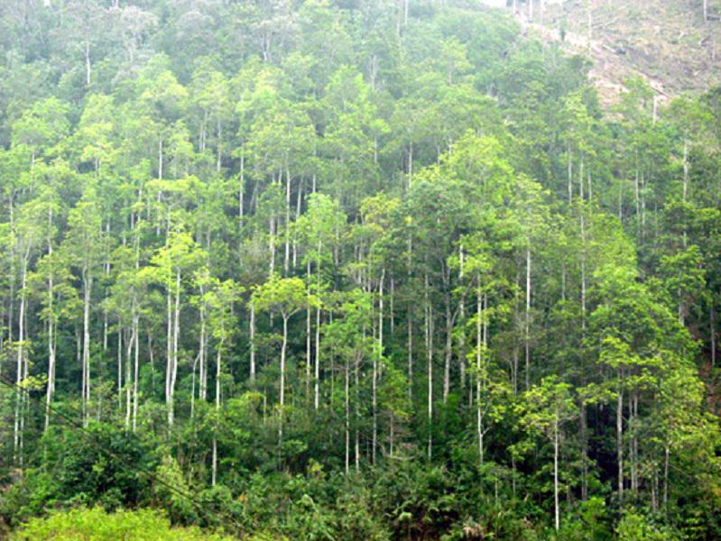 Việt Nam hiện đang có khoảng 4,4 triệu ha rừng trồng.
