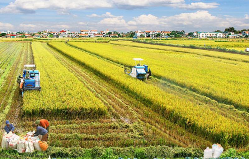 Sản xuất nông nghiệp tại Việt Nam vẫn đang phát triển.