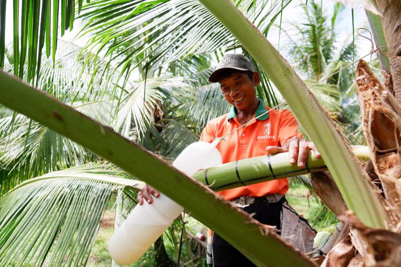 Mô hình trồng dừa thu mật giúp tăng được giá trị kinh tế cho nông hộ từ 3 -5 lần.