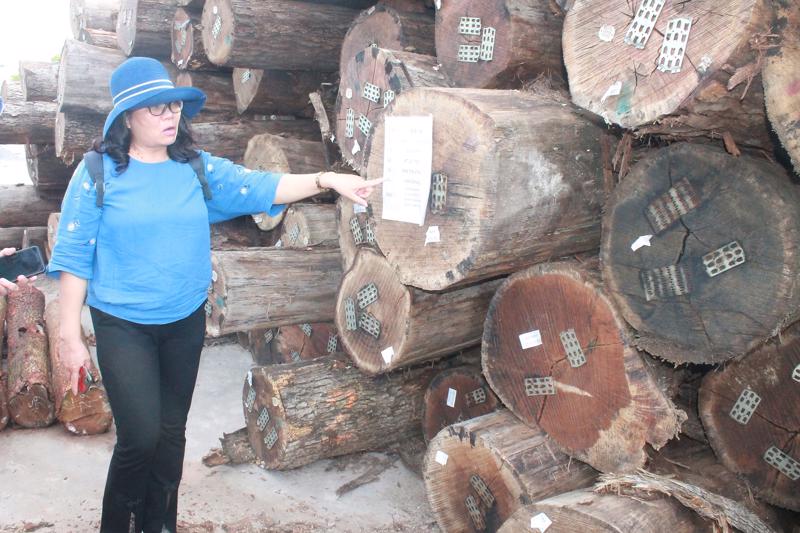 Gỗ nguyên liệu nhập khẩu về đã có chứng nhận gỗ hợp pháp.