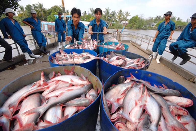 Xuất khẩu cá tra tăng trưởng cả về lượng và giá.