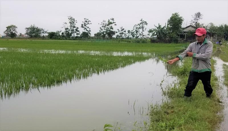 Mưa lũ bất thường gây thiệt hại nặng nề cho nông dân Thừa Thiên Huế.
