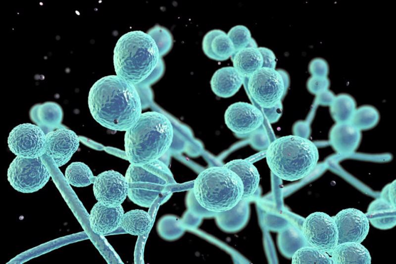 WHO lần đầu tiên xác định bệnh nấm là mối đe dọa với sức khỏe con ...