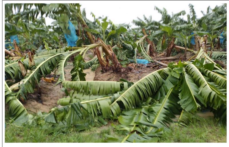 Bão Noru từ ngày 28/9 đến ngày 3/10 làm vườn cây bị ngã đổ, ngập lụt tại các vùng dự án của Công ty TNHH Phát triển Nông nghiệp Hoàng Anh Attapeu (Công ty con của HAGL Agrico).