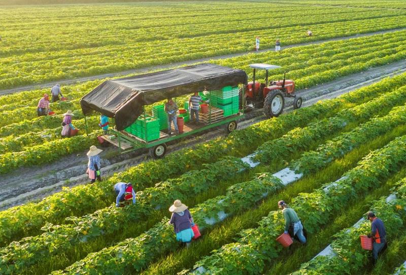 Tại Việt Nam, nhiều mô hình sản xuất nông nghiệp xanh, nông nghiệp sinh thái đã phát huy hiệu quả. 