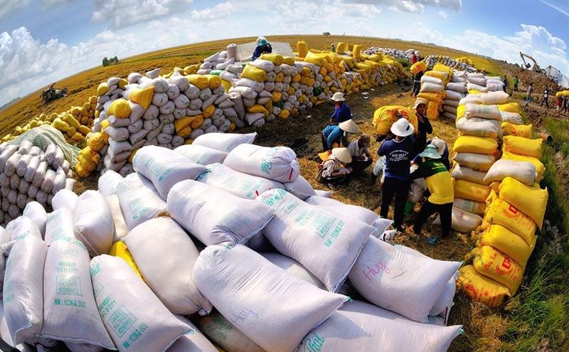 Tính đến tháng 10/2022, xuất khẩu gạo vùng Đồng bằng sông Cửu Long đạt hơn 6 triệu tấn, trị giá khoảng 3 tỷ USD.