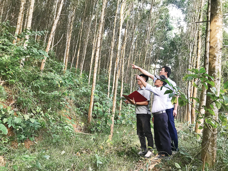 Trồng rừng theo quy chuẩn  FSC ở huyện Anh Sơn, tỉnh Nghệ An do Nông dân liên kết với Công ty Biomass Fuel Việt Nam.
