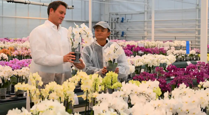 Ông Jack Ma (phải) tại một công ty trồng hoa ở Hà Lan vào năm ngoái, một trong số những quốc gia mà ông đã đến kể từ khi bất hòa với các nhà chức trách Trung Quốc - Ảnh: Reuters