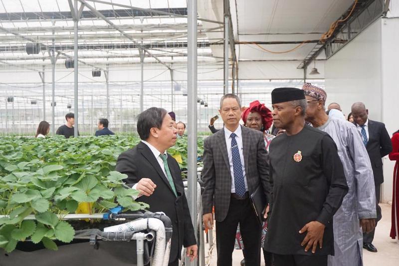 Phó Tổng thống Nigeria tham quan Khu nông nghiệp công nghệ cao của Viện Khoa học Nông nghiệp Việt Nam. Ảnh: Chu Khôi.