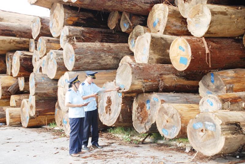 Gỗ khai thác từ rừng trồng trong nước là nguồn cung chủ yếu và quan trọng, đáp ứng khoảng 75% nhu cầu nguyên liệu cho ngành chế biến gỗ.