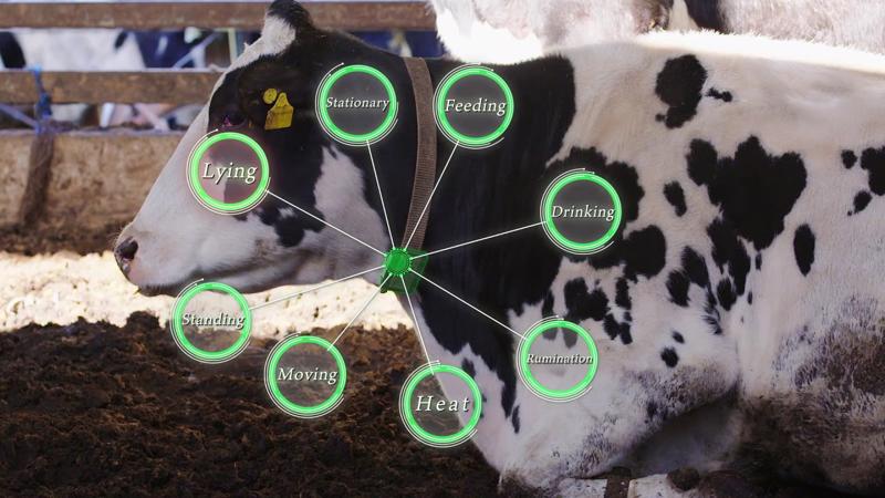 Những con bò có thể sớm cung cấp năng lượng cho các thiết bị đeo được của chúng trong khi chạy hoặc gặm cỏ, (Ảnh: Internet) 