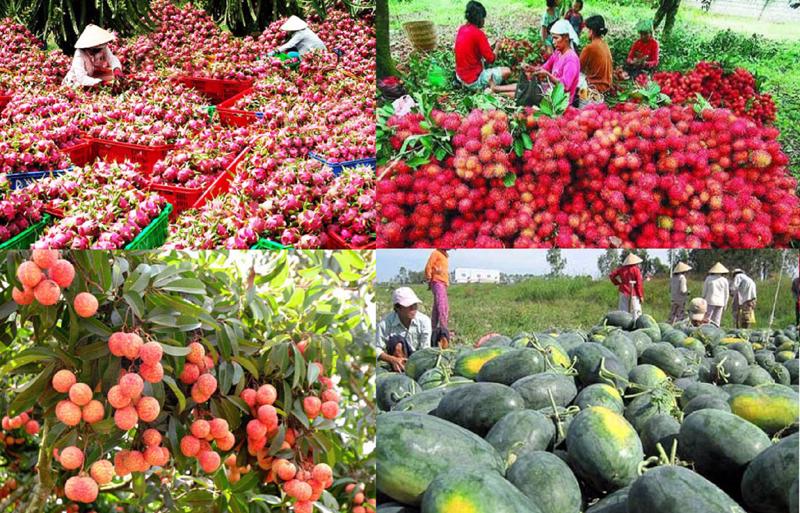 Xuất khẩu rau quả vẫn phụ thuộc nhiều vào thị trường Trung Quốc.