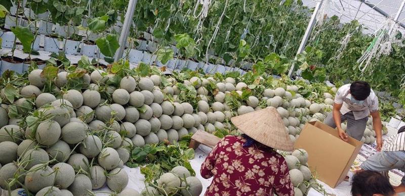 Harvesting fruit in the Mekong Delta.