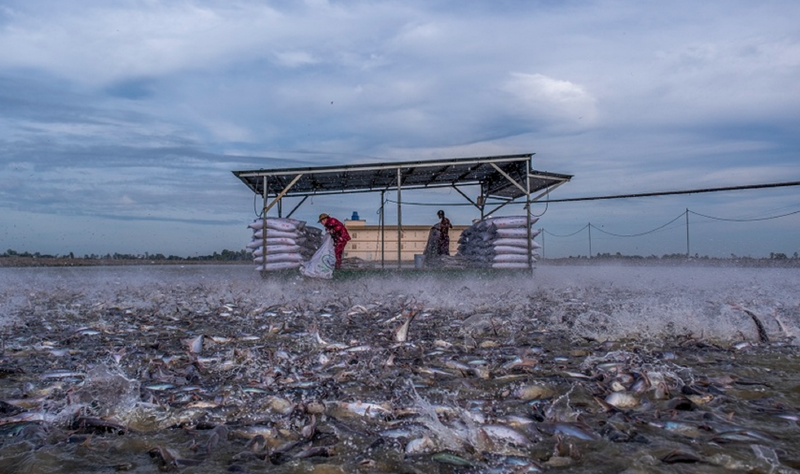 Một ao nuôi cá tra tại tỉnh Đồng Tháp.