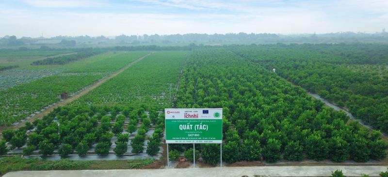 Vùng trồng quất (Nam Định) cung cấp nguồn dược liệu sạch sản xuất Siro ho cảm Ích Nhi.