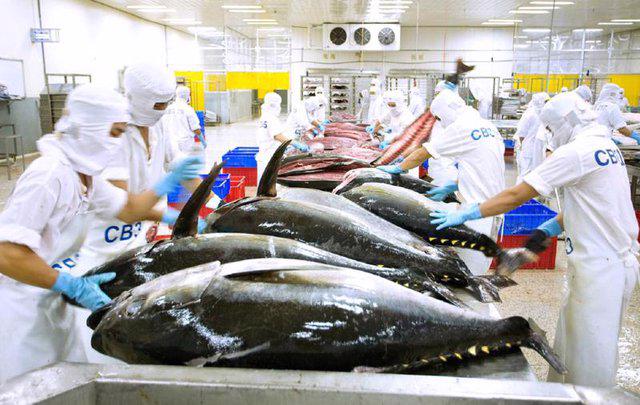 Tuna being processed for export. Photo: VGP