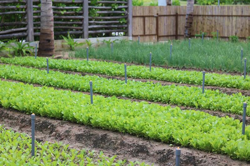 Mr. Ngo Duc Thinh and his team of green thumbs have transformed parts of the 30-ha resort into a 1000 sq m nursery garden, a 260 sq m chicken farm, and a 180 sq m herb garden. (Photo: Alma)