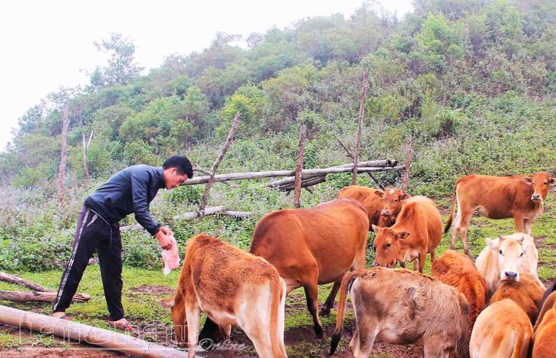 Người dân xã Tà Tổng, huyện Mường Tè (tỉnh Lai Châu) phát triển chăn nuôi