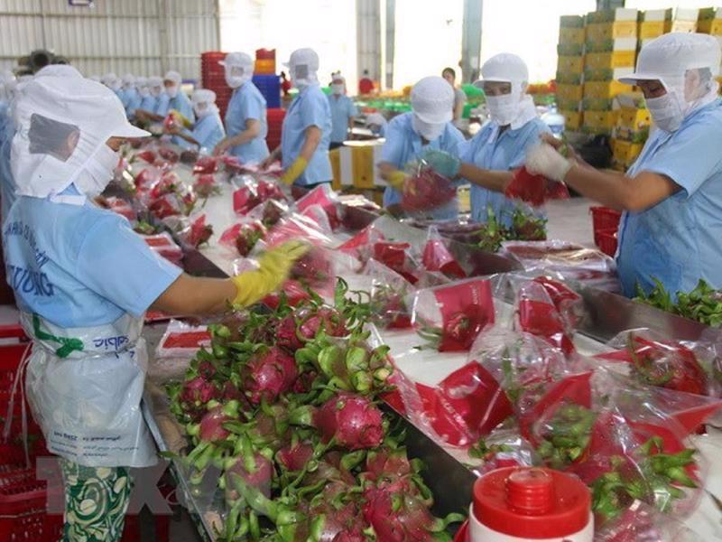Dragonfruit is popular among Chinese customers. Photo: VnEconomy
