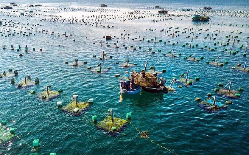 Việt Nam là một quốc gia có nhiều tiềm năng phát triển nuôi trồng thủy sản bền vững và có trách nhiệm.
