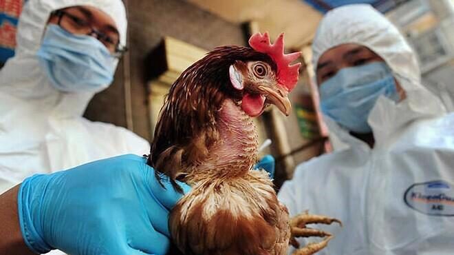 A/H5N1 is a dangerous disease that starts in poultry and spreads to humans through contact.