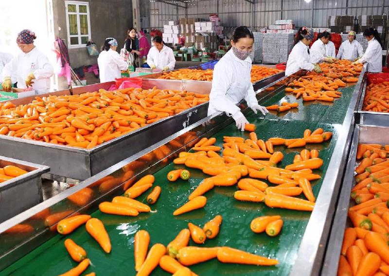 Processing carrots for export in Hai Duong province.