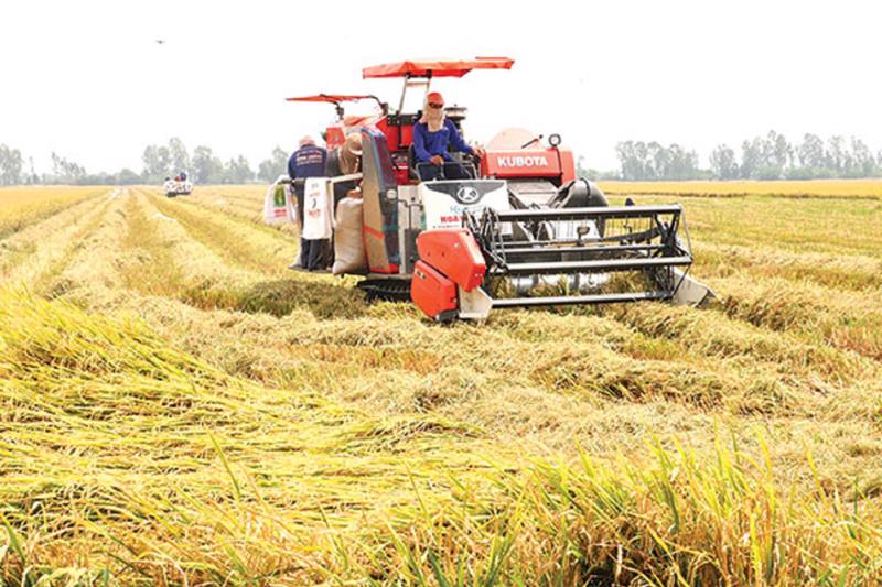 Tái cơ cấu lúa gạo giai đoạn mới phải nâng cao thu nhập cho nông dân.