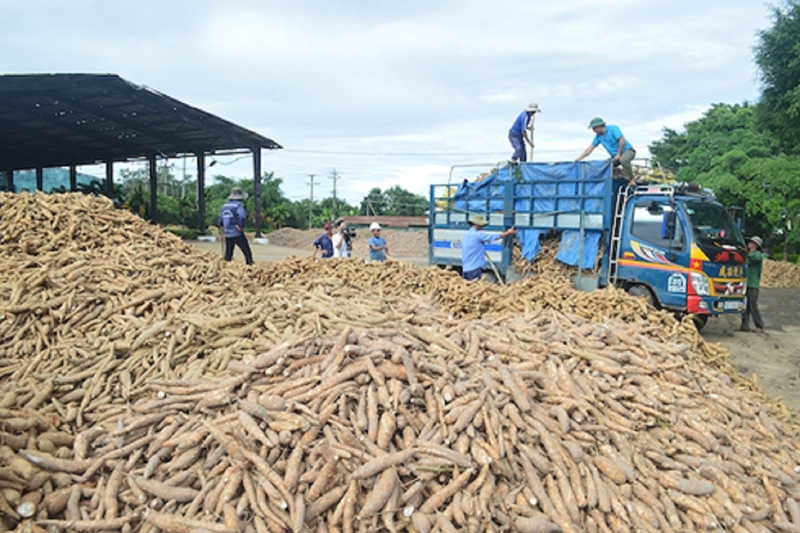 Trong 2 tháng đầu năm 2023, Trung Quốc là thị trường lớn nhất khi chiếm 94,69% tổng lượng xuất khẩu sắn và các sản phẩm sắn của Việt Nam.