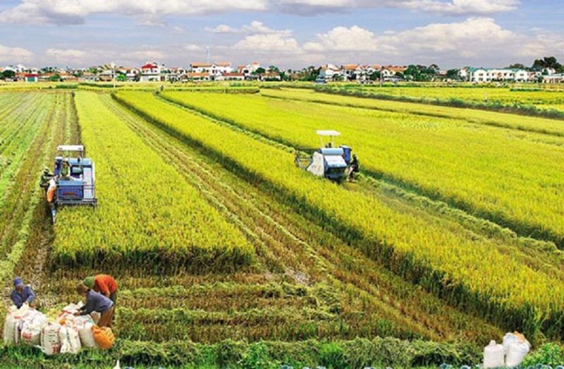 Sản xuất nông nghiệp quy mô nông hộ nhỏ lẻ, ruộng đất manh mún, phân tán vẫn là rào cản lớn trong phát triển kinh tế nông nghiệp.