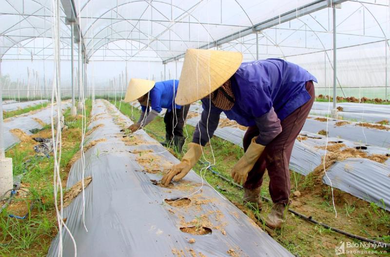 Miền Trung đẩy mạnh nông nghiệp xanh, bền vững