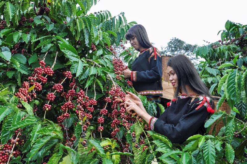 Đắk Lắk và Lâm Đồng có diện tích trồng cà phê lớn nhất và cho sản lượng lớn nhất cả nước.