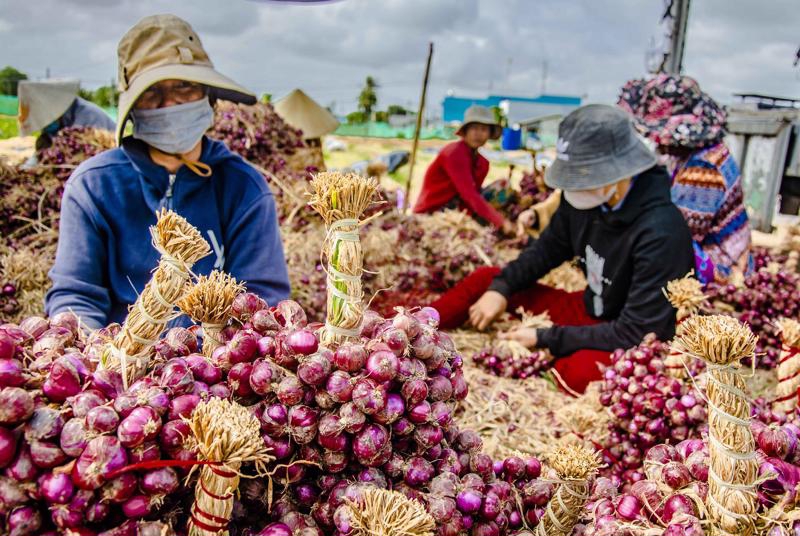 Purple onion exports down due to low purchasing power