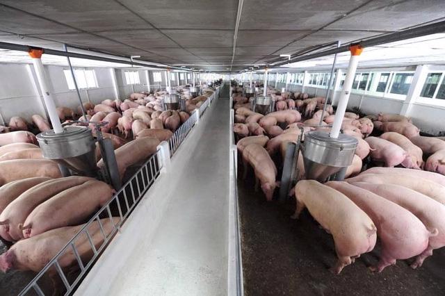 Năm 2022, Sản lượng tiêu thụ của DBC đạt: 109.404 con lợn cai sữa; 21.757 con lợn hậu bị; 218.890 liều tinh lợn và 50.681 tấn lợn thịt.