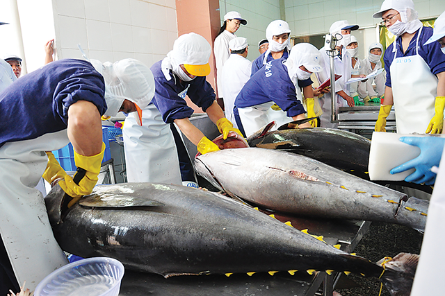 Kim ngạch xuất khẩu cá ngừ đã vượt 1 tỷ USD trong năm 2022