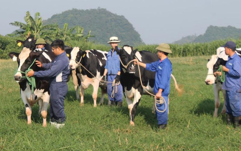 Không gian chăn nuôi của Việt Nam ngày càng thu hẹp và điều kiện chăn nuôi ngày càng khắt khe.