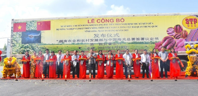Vinh Long exports first batch of sweet potatoes to China