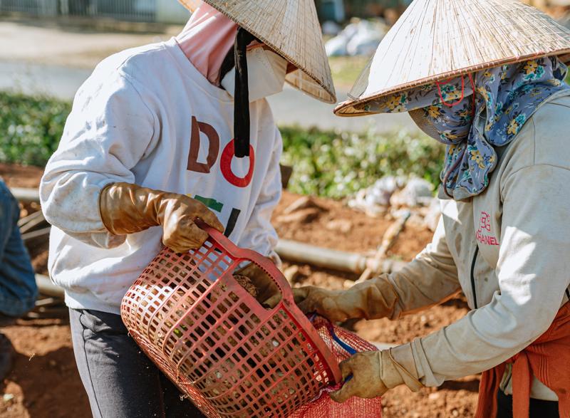 Nông dân trồng khoai tây có nguồn thu nhập ổn định từ việc kết nối với doanh nghiệp