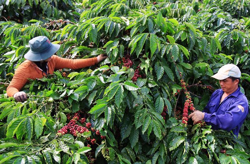 Ngành cà phê sẽ chịu tác động từ quy định hàng hóa không gây mất rừng của EU.