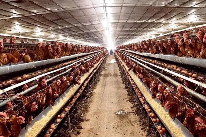 Government support needed to help animal husbandry overcome problems