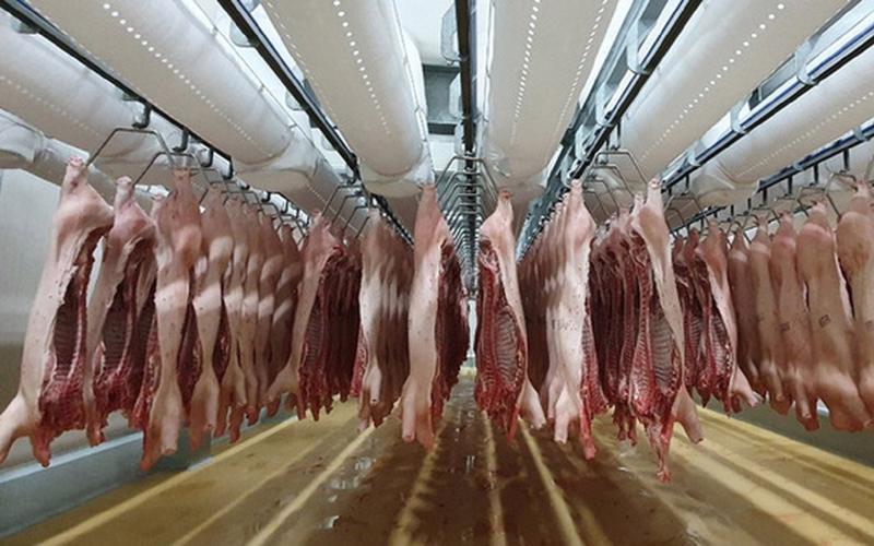 Thịt nhập khẩu đang chèn ép chăn nuôi trong nước.