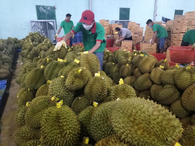 Exports of durian are expected to reach $1 billion this year. 