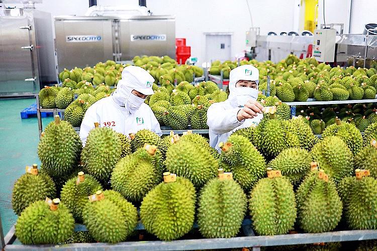 Durians are among the key items exported to China. Photo: congthuong.vn