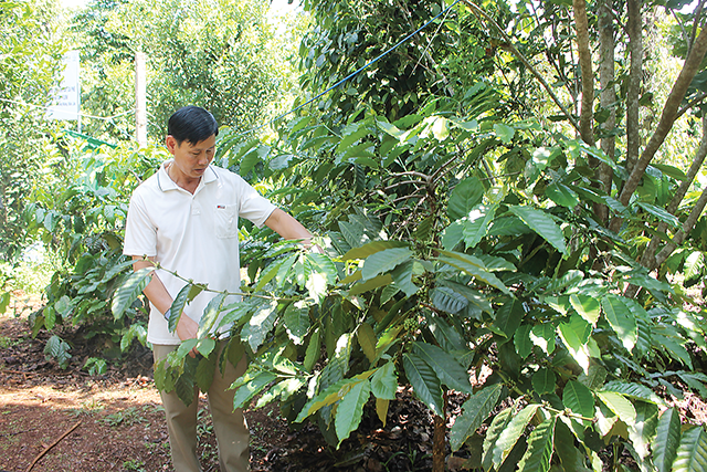 Ông Đỗ Văn Ánh kiểm tra sự phát triển của cây cà phê