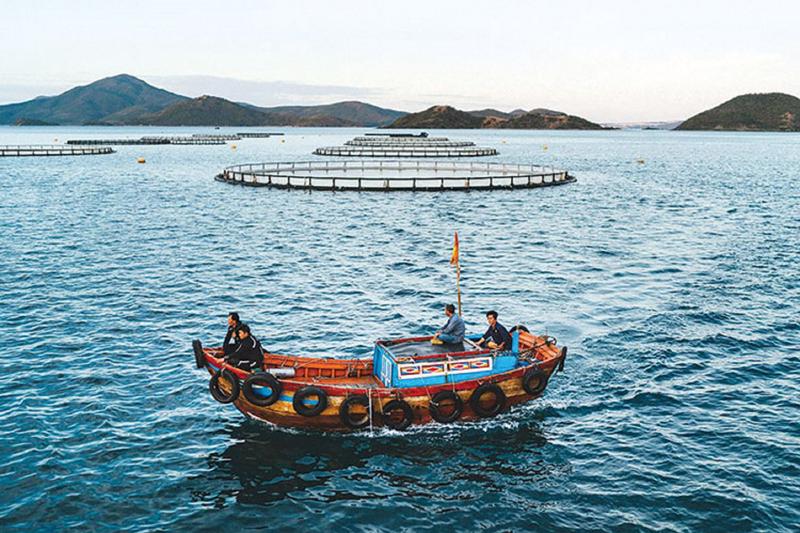Khu nuôi cá chẽm của Công ty Australis Việt Nam trên Vịnh Vân Phong, tỉnh Khánh Hòa.