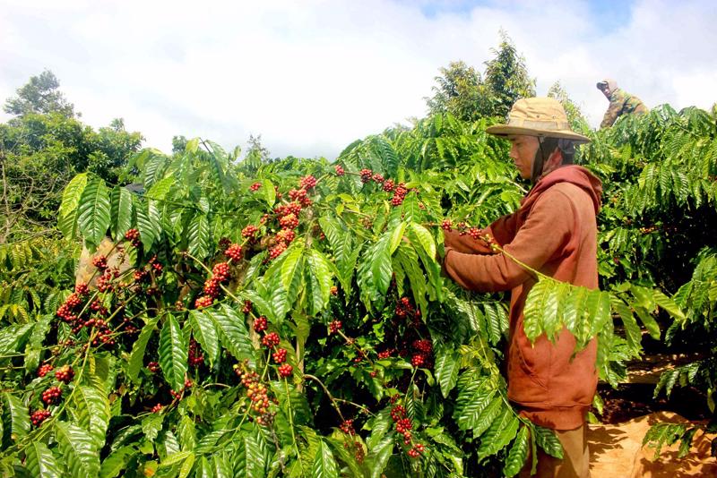Nông dân trồng cà phê không được hưởng lợi từ giá cà phê tăng.