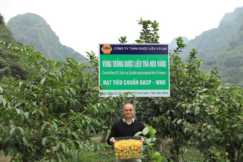 TS, Vũ Văn Tâm trong vườn trồng dược liệu Trà hoa vàng - Nho Quan - Ninh Bình.